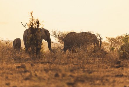 Südafrika Blog Artikel - Elefanten in der goldenen Savanne – Südafrika Reise mit Kindern