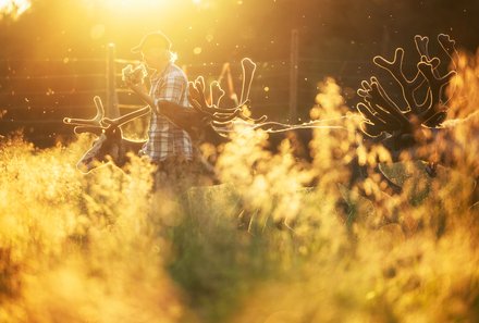 Finnland Familienreise - Finnland Family & Teens Summer - Rentiere