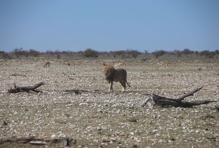 Namibia mit Kindern - Namibia individuell - Löwe in Namibia im Etosha