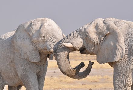 Familienurlaub Namibia - Namibia mit Teenagern - Elefanten