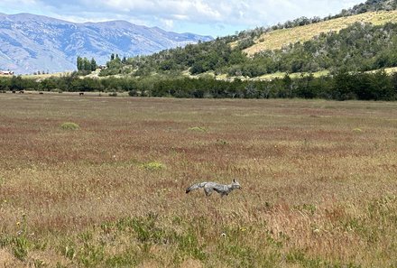 Patagonien mit Jugendlichen - Wandern mit Kindern in Argentinien und Chile - Fuchs 