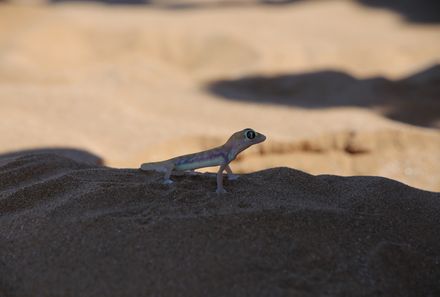 Namibia mit Kindern - Wüstengecko