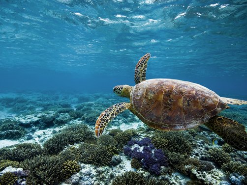 Australien Familienreise - Australien for family - Schildkröte