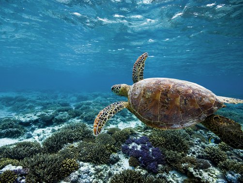 Australien Familienreise - Australien for family - Schildkröte