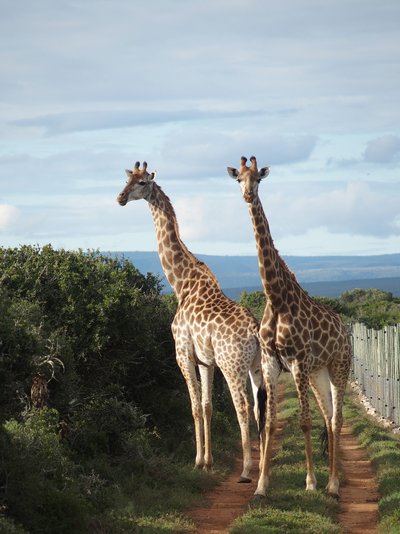Garden Route for family - Bewertung - Giraffen Garden Route for family - Bewertung - Giraffen