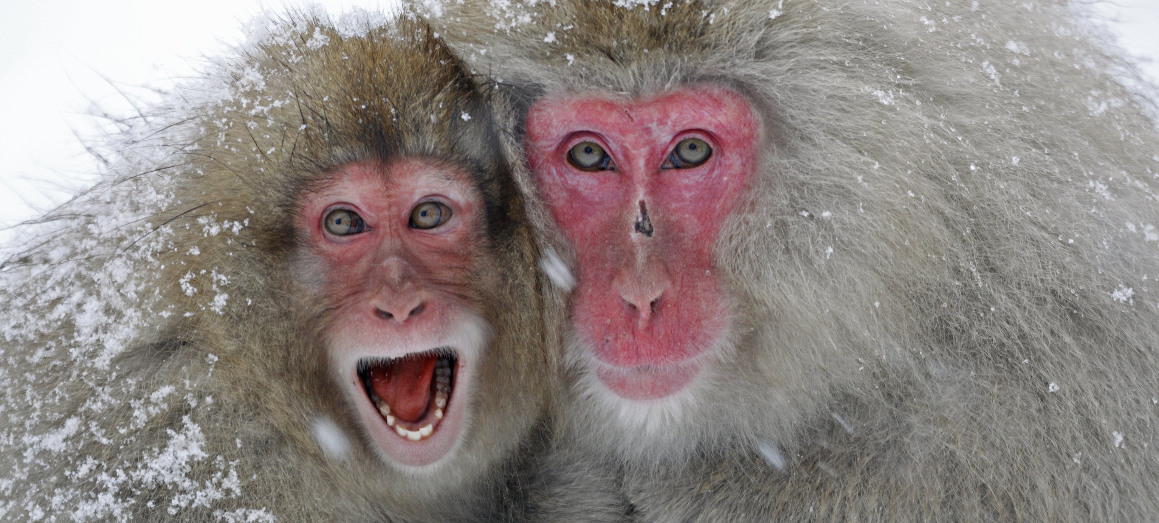Japan mit Kindern - Japan for family - Makake Affen