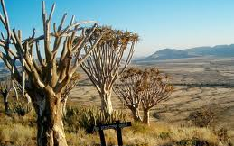Drei Köcherbäume stehen in einer Reihe in einer Landschaft - Namibia Urlaub mit Kindern