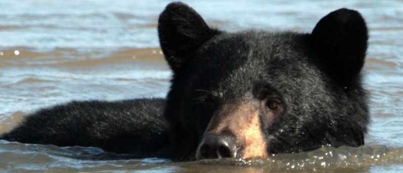 Kanada mit Kindern - Bär im Wasser