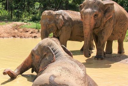 Thailand Family & Teens - Thailand mit Jugendlichen - Elephant Jungle Sanctuary