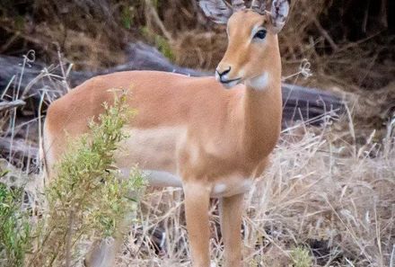 Botswana Familienreise - Botswana for family individuell - Safari Kudu
