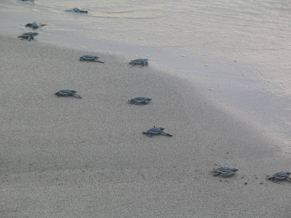 Tierbeobachtungen auf der Familienreise - Costa Rica mit Kindern - Meeresschildkröten