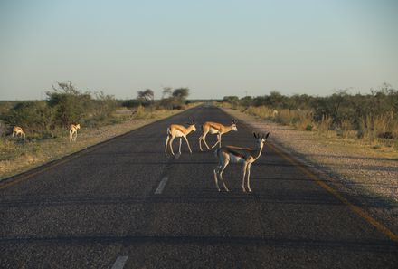 Namibia mit Kindern - Namibia individuell - Tiere auf der Straße