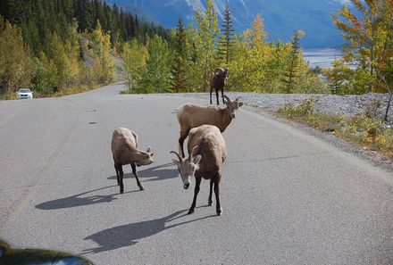 Rocky Mountains mit Kindern - Rocky Mountains for family - Ziegen