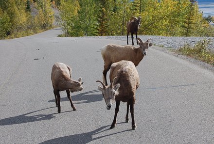 Westkanada for family - Familienurlaub Kanada - Ziegen auf Kanadas Straßen