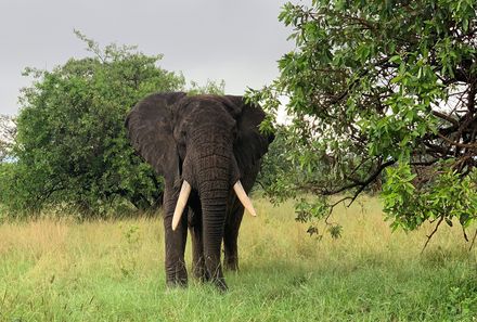 Tansania Familienreise - Tansania Family & Teens - Tarangire NP - Elefant