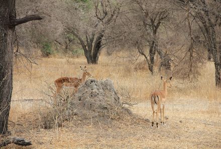 Familienreise Tansania - Tansania for family individuell Best of Familiensafari Serengeti - Antilopen im Tarangire Nationalpark