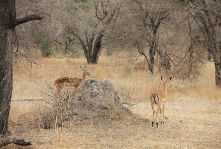 Tansania Familienurlaub - Tansania for family - Antilopen im Tarangire Nationalpark