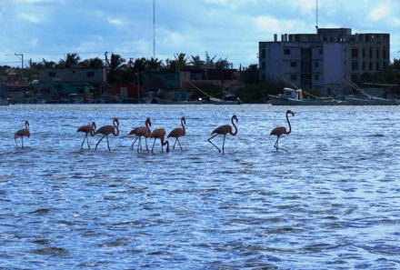 Mexiko for family Deluxe - Rio Lagartos - Viele Flamingos im Wasser