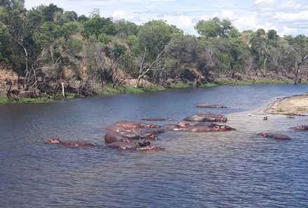 Uganda Individualreise - Uganda for family individuell - Nilpferde schwimmen im Kazinga Kanal in Uganda