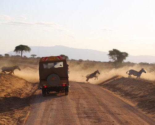 Reisebericht Kenia - Safari mit Kindern - Jeep - Zebras