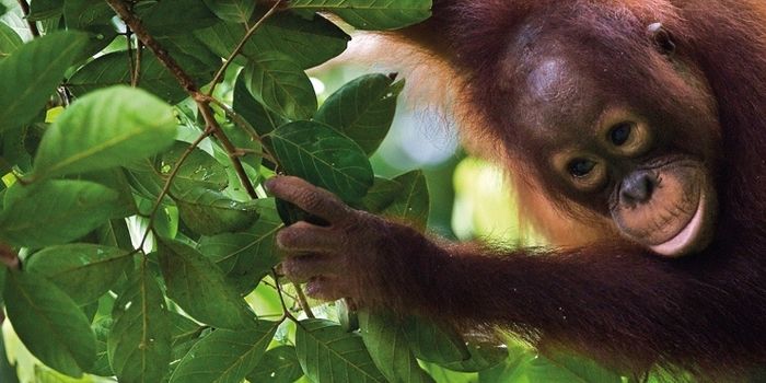 Tierbeobachtungen auf Fernreisen mit Kindern - Fernreise mit Kindern weltweit - kleiner Orang-Utan 