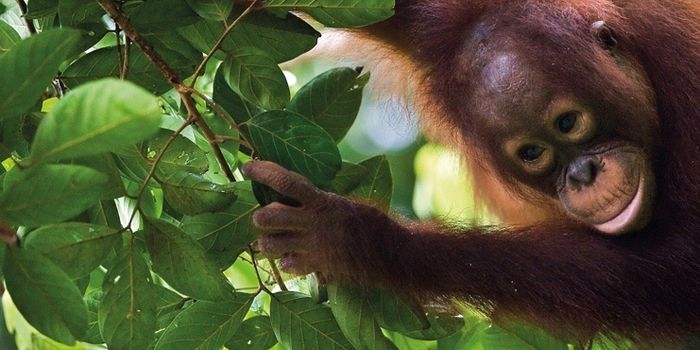 Tierbeobachtungen auf Fernreisen mit Kindern - Fernreise mit Kindern weltweit - kleiner Orang-Utan