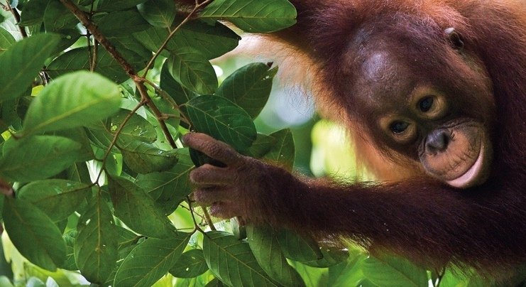 Tierbeobachtungen auf Fernreisen mit Kindern - Fernreise mit Kindern - Baby Orang-Utan auf einem Baum