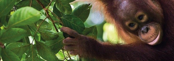 Tierbeobachtungen auf Fernreisen mit Kindern - Fernreise mit Kindern - Baby Orang-Utan auf einem Baum