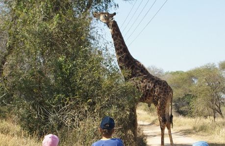 Südafrika mit Kindern - Giraffenbesuch