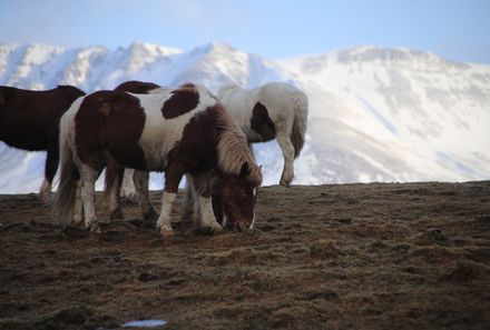 Island mit Kindern - Island for family - Pferde in Island