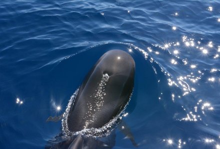 La Gomera Familienurlaub - La Gomera for family - Bootsfahrt am Nachmittag zu Delfinen
