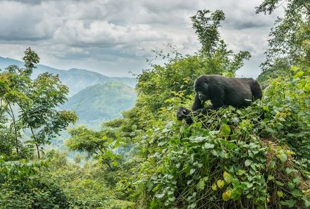 Uganda Familienurlaub - Uganda Family & Teens - Bwindi Nationalpark Gorilla sitzt zwischen Pflanzen