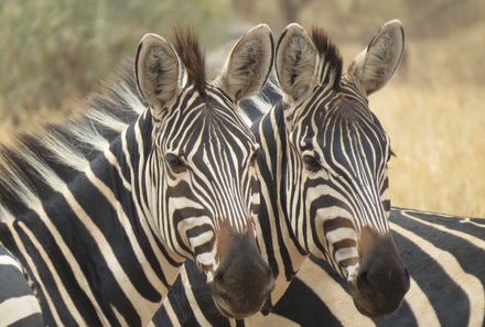 Tansania Familienreise - Tansania Family & Teens - Tarangire NP - Zebras