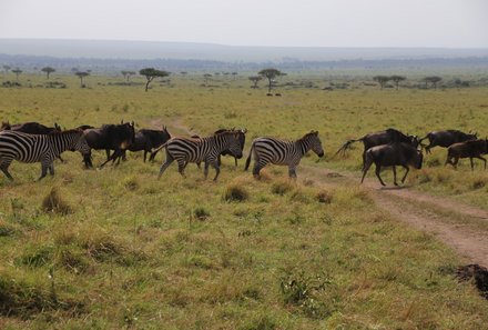 Kenia Familienreise - Kenia for family individuell - Masai Mara & Strand - Masai Mara - Zebras und Gnus
