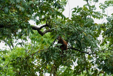 Costa Rica for family Deluxe - Familienreise in Costa Rica - Tiere in der Natur 