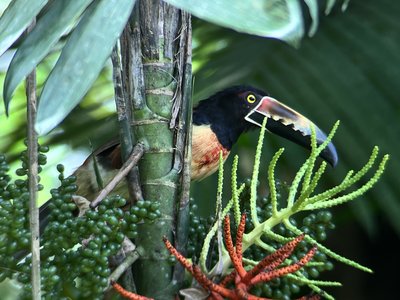Feedback CRFI04 - Costa Rica for family individuell - Tucan