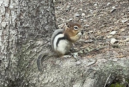 Ostkanada for family - Familienurlaub Ostkanada - Eichhörnchen im Wald