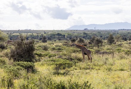 Safari Afrika mit Kindern - Safari Urlaub mit Kindern - beste Safari-Gebiete - Amboseli Nationalpark - Giraffe im Gras