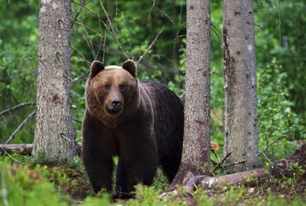 Baltikum for family individuell - Baltikum Familienreise - Lääne Viru Bärenhütte - Bär im Wald