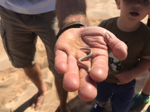 Namibia Reisen mit Kindern - Die Little Five auf der Living Desert Tour entdecken - Wüstenschlange