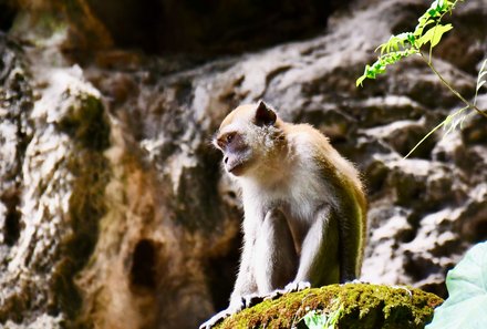 Familienreise Malaysia - Malaysia & Borneo Family & Teens - Makakenaffen in Batu Caves bei Kuala Lumpur