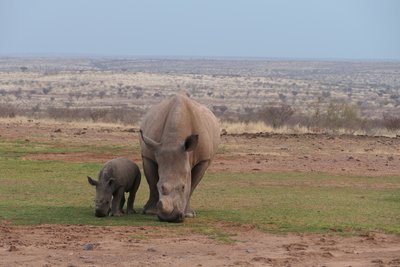 Namibia for family - Bewertung - Nashörner in der Savanne
