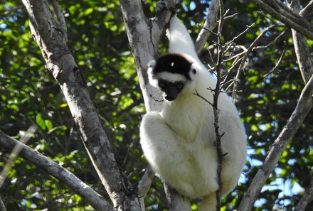 Madagaskar Familienreise - Madagaskar Family & Teens - Sifaka im Zombitse Nationalpark