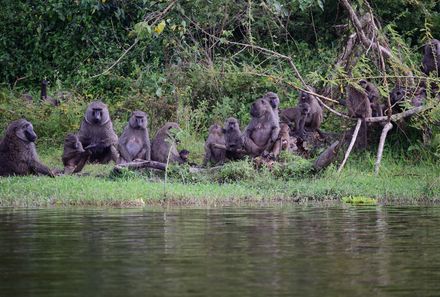 Uganda Familienurlaub - Uganda Family & Teens - Murchison Falls Nationalpark Gruppe von Affen am Fluss