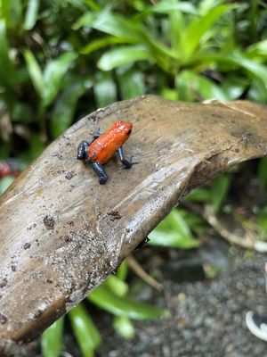 Feedback CRFI01 Osterferien 2023 - Costa Rica for young family individuell - Frosch