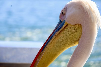Namibia Reise mit Kindern - Bewertung - Pelikan Nahaufnahme Namibia Reise mit Kindern - Bewertung - Pelikan Nahaufnahme