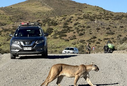 Patagonien mit Jugendlichen - Wandern mit Kindern in Argentinien und Chile - Puma läuft über die Straße 