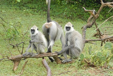 Sri Lanka mit Kindern - Sri Lanka for family - Affen im Yala Nationalpark
