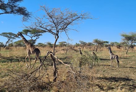 Tansania Familienreise - Tansania for family - Serengeti - Giraffen