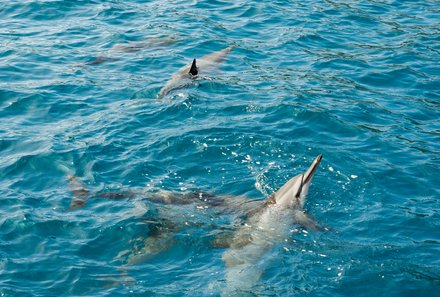 Hawaii Inselhopping for family individuell - Familienreise Hawaii mit Kindern - Delfine